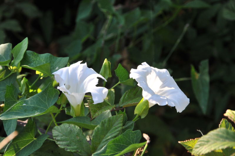 Calystegia sepium